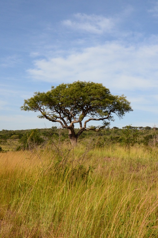 2015-05 South Africa/iMfolozi/DSC_0075.JPG